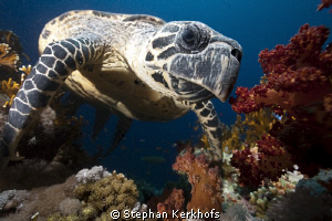 Hawksbill turtle up close and personal! by Stephan Kerkhofs 